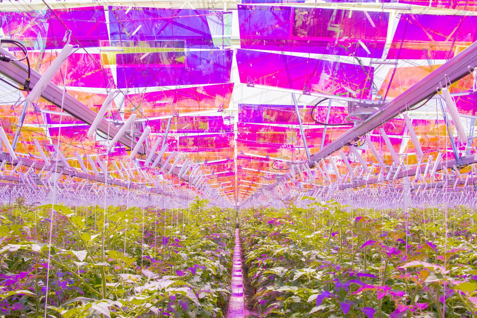 Meier Gemüse greenhouse equipped with Voltiris modules
